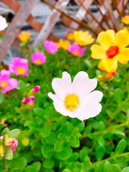 Obraz pink lotus flower