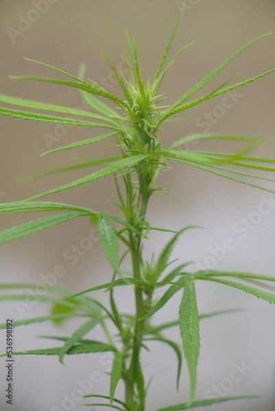Obraz Close-up of shoots and cannabis leaves