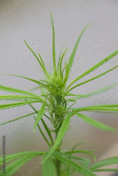 Obraz Close-up of cannabis bouquet and cannabis leaves