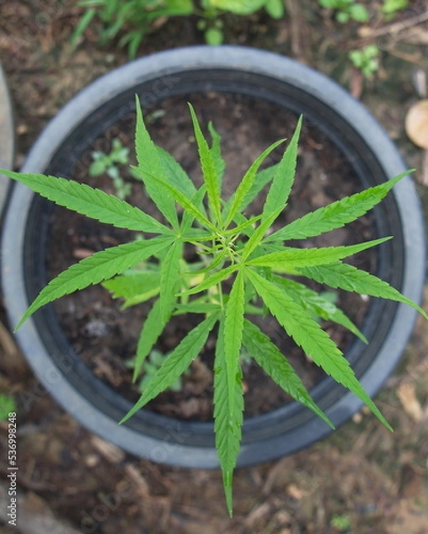 Obraz Cannabis sapling in a black pot