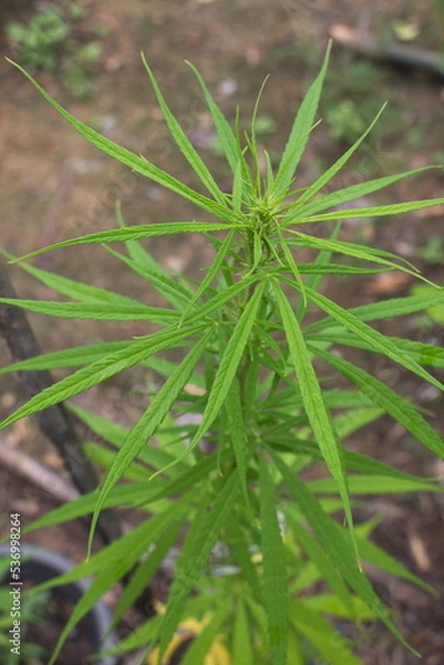 Obraz close up of marijuana