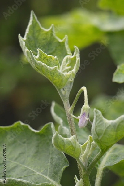 Obraz The top of the eggplant tree that is blooming