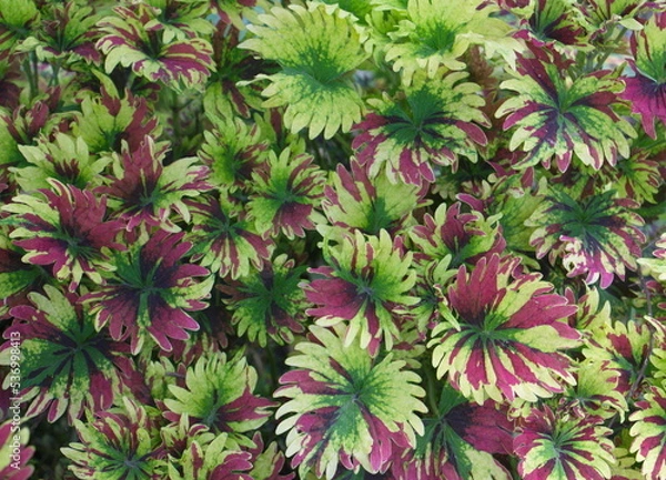 Obraz beautiful red and green leaves
