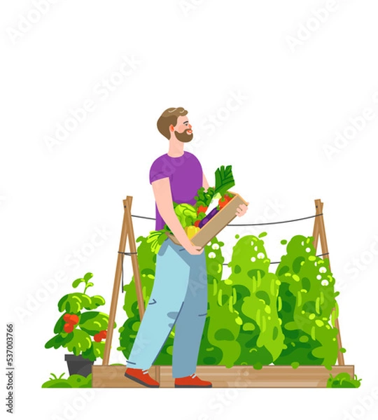 Obraz Smiling man carrying box full of harvested vegetables in kitchen garden. Vector flat illustration