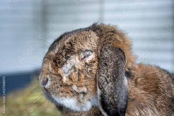 Fototapeta Rabbit with an infected eye. Cause is Encephalitozoon cuniculi, a microsporidial parasite. An infection that can affect the kidneys, eyes, and nervous systems of bunnies.
