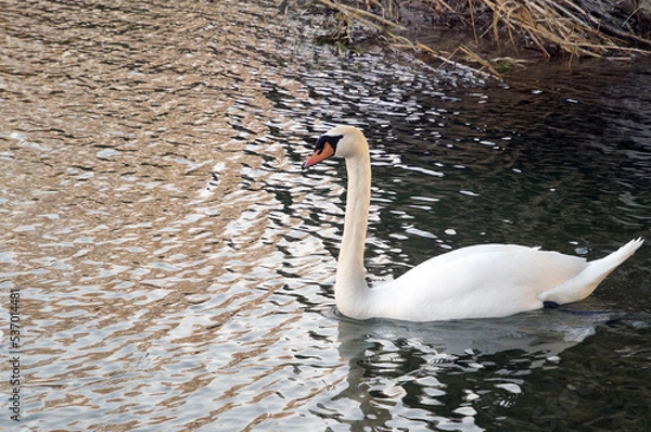 Obraz cygne blanc nageant