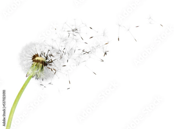 Fototapeta Dandelion blowball