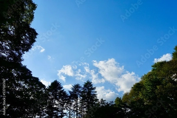 Fototapeta 森の中から見上げる青空と雲　空の背景