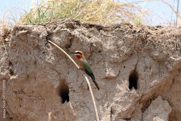 Obraz Namibie - Botswana