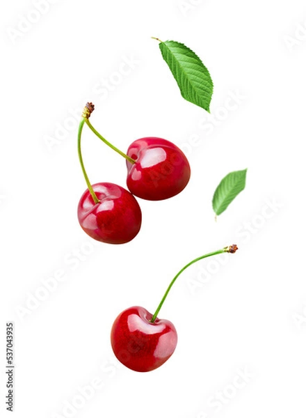 Fototapeta Sour cherry berries isolated on white or transparent background. Falling cherry fruits with green stem and leaf.