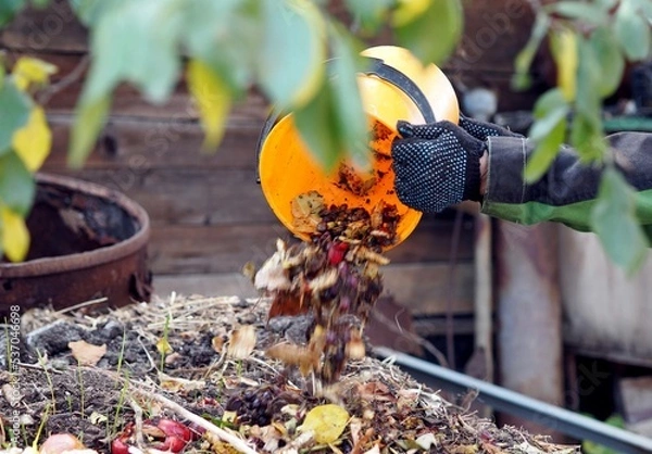 Fototapeta A woman throws kitchen waste into a compost heap with layers of organic matter, old grass and soil. The concept of the preparation of limited fertilizer.