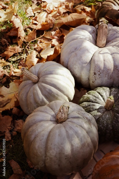 Obraz pumpkin on the ground