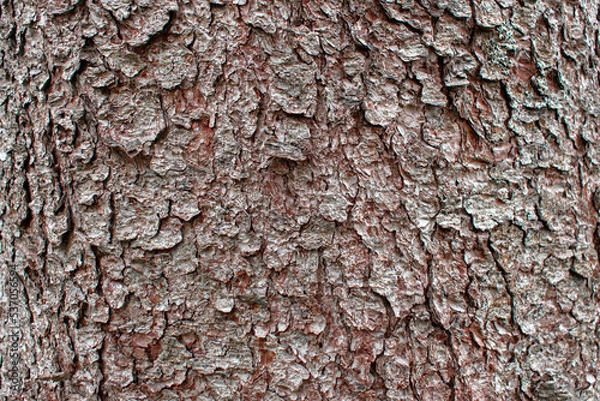 Obraz The bark of a pine tree.