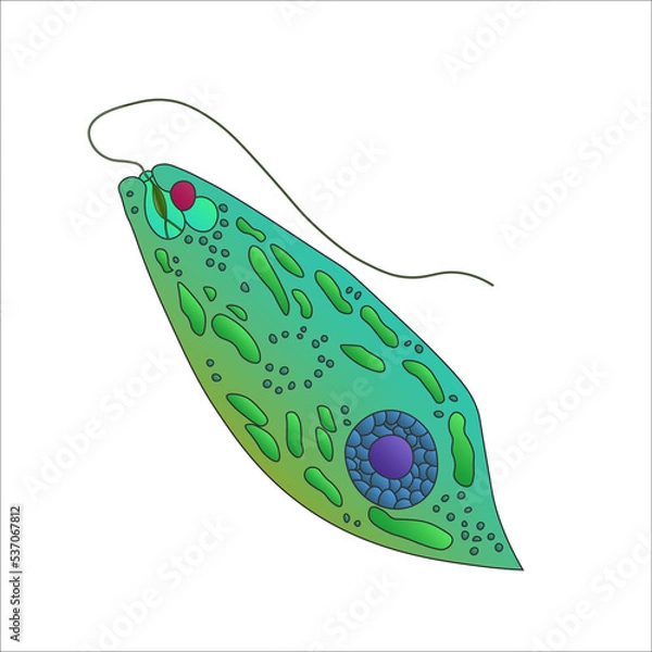 Fototapeta Euglena green protozoan isolated on white background