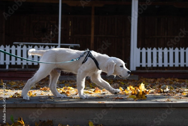 Fototapeta Golden retriever puppy walking on a leash in autumn