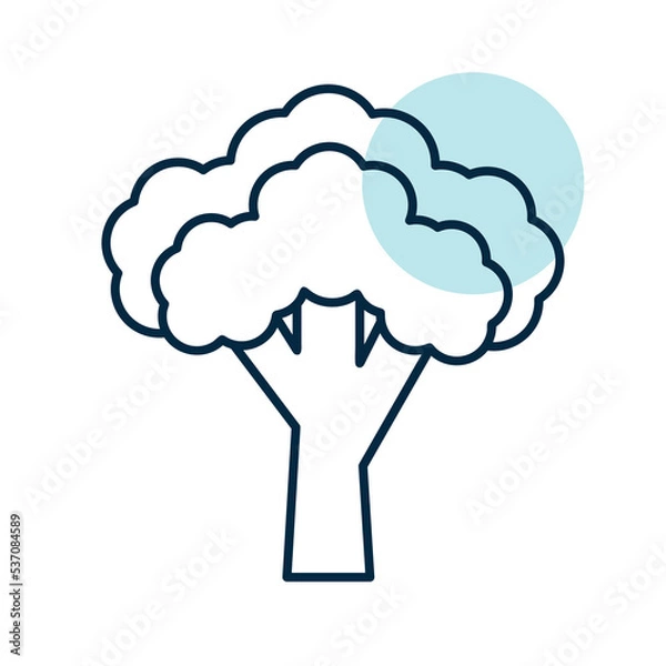 Fototapeta Broccoli isolated vector icon. Vegetable sign