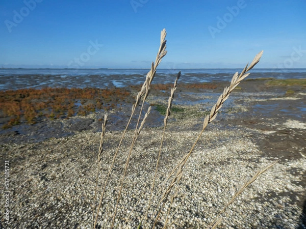 Obraz grass on the beach