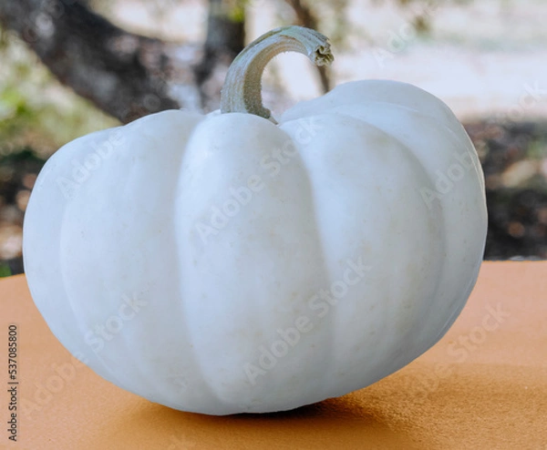Obraz Pumpkin