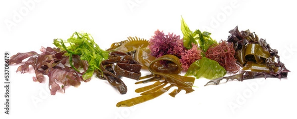 Obraz Mix Algas frescas