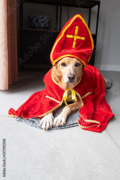 Fototapeta Dutch Sinterklaas dog