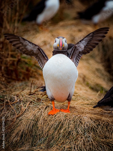 Obraz puffin want fly