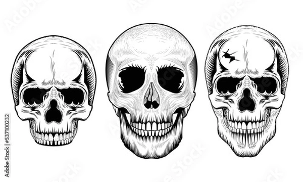 Fototapeta Human skulls vector design.