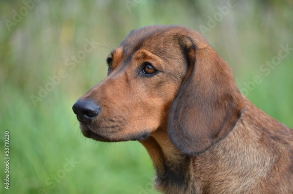 Obraz Jagdhund Alpenlaendische Dachsbracke