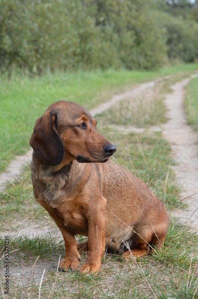 Obraz Jagdhund Alpenlaendische Dachsbracke