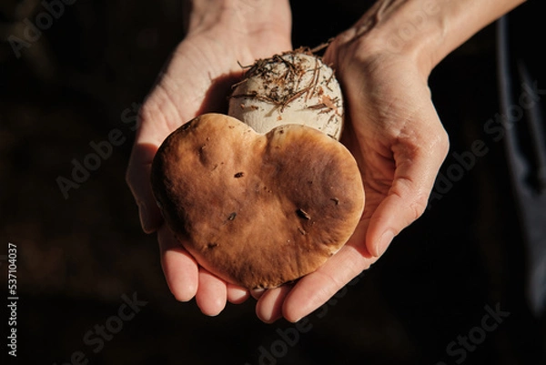 Fototapeta Female hands holding freshly picked porcini mushroom with heart shaped cap on dark background. Close-up. Top view.