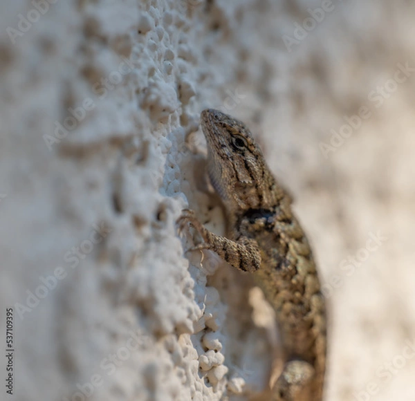 Fototapeta Lizard perched on white stucco wall 