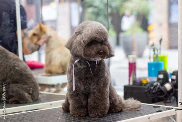 Fototapeta Cute brown poodle in a pet grooming salon. Sitting on the table after shearing wool