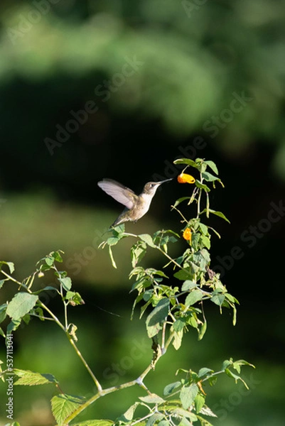 Obraz hummingbird on a flower