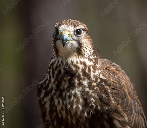 Fototapeta Saker Falcon