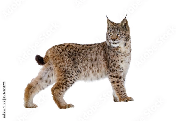 Obraz Lynx isolated on transparent background. Young Eurasian lynx, Lynx lynx, walks in forest having snowflakes on fur. Beautiful wild cat in nature. Cute animal with spotted orange fur. Beast of prey.