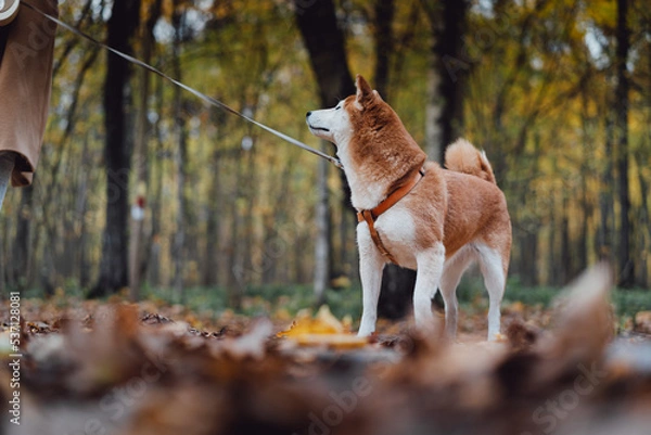 Obraz Japanese dog breed Shiba inu surrounded by an orange autumn foliage. Autumn park and bright colors of the forest