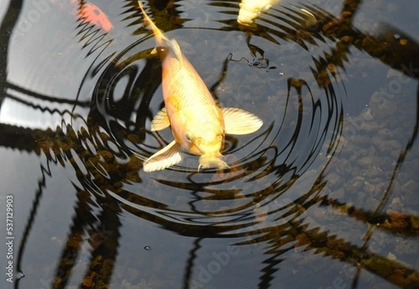 Obraz fish in a pond