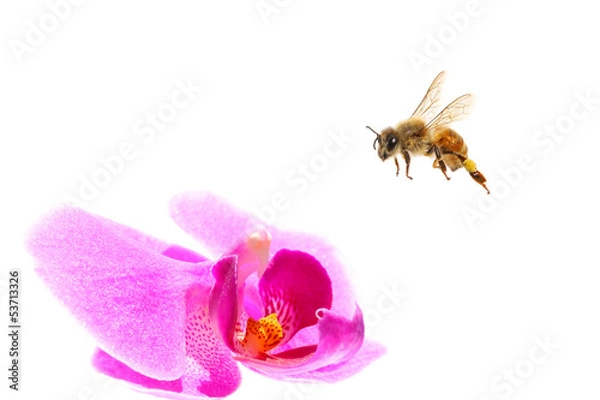 Fototapeta Bee flying