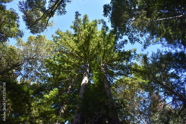 Obraz trees in the forest