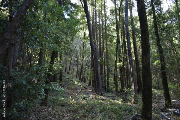 Obraz path in the forest