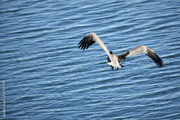 Obraz pelican in flight
