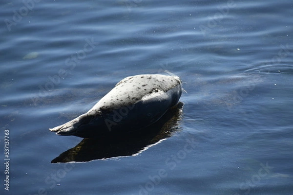 Obraz sleeping sea lion
