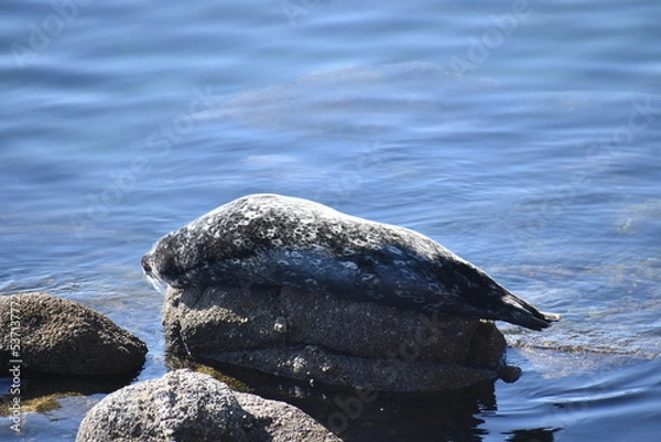 Obraz seal on the rocks
