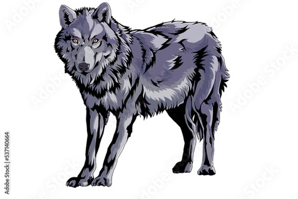 Obraz 狼　wolf on white background