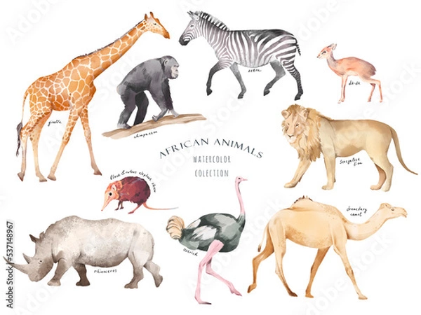 Fototapeta Watercolor hand drawn set with colorful illustration of savannah african animals isolated on white background. Giraffe, zebra, lion, camel, rhinoceros, ostrich. Realistic safari wildlife collection.