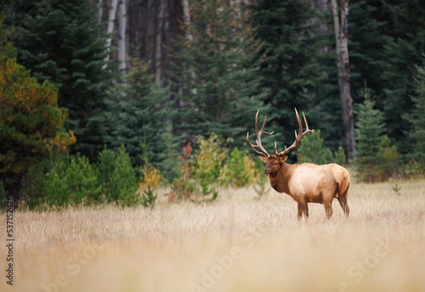 Fototapeta A landscape of a bull elk standing at the edge of a forest in a meadow