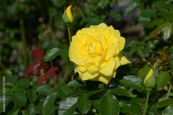 Fototapeta フリージア　バラの花