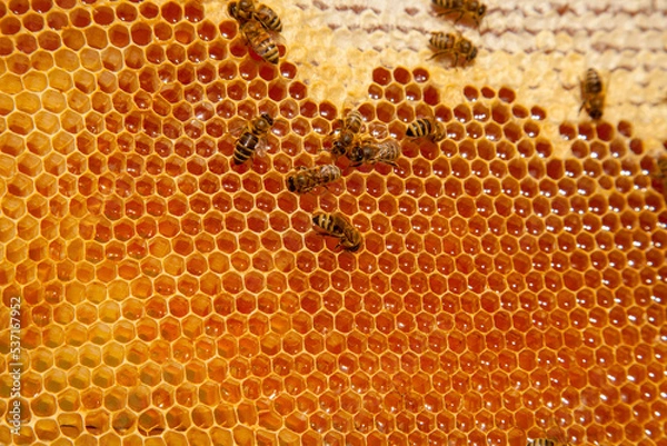 Obraz Working bees on the yellow honeycomb with sweet honey..