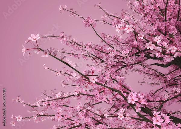 Fototapeta 3D Sakura branches in pink