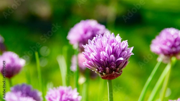 Obraz Fleur champêtre, flower