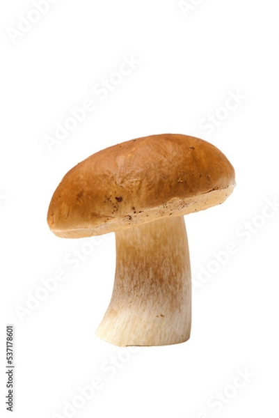 Fototapeta Boletus Edulis Mushroom